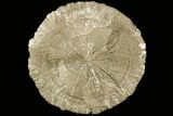 Large, Pyrite Sun - Sparta, Illinois #91014-1